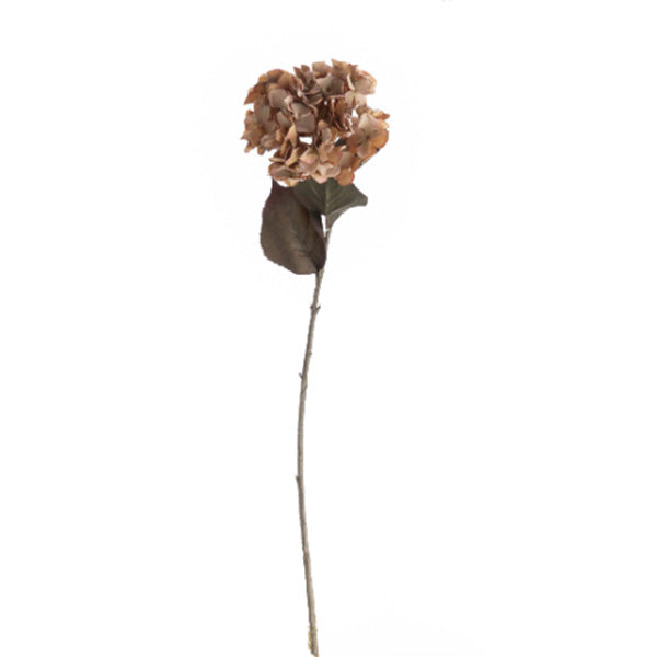 Hortensiabrown naturtro blomst